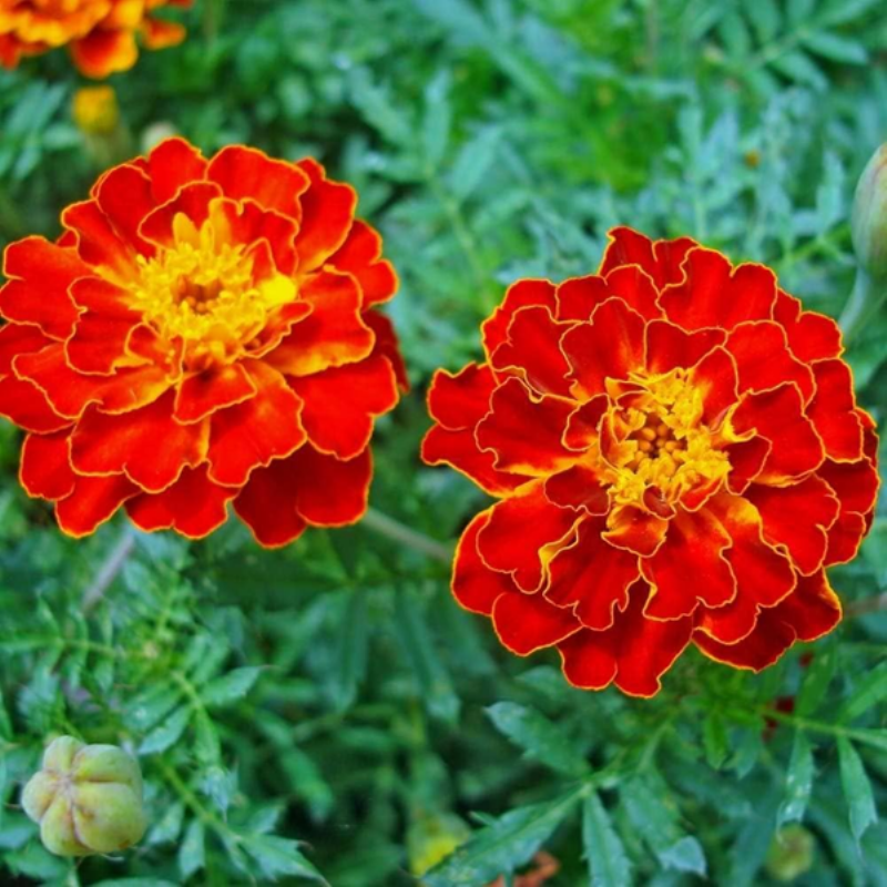So sánh hai loại hoa vạn thọ phổ biến ở Việt Nam, Vạn Thọ Cao (Phi Châu) và Vạn Thọ Lùn (Pháp), minh họa sự khác biệt về kích thước và hình dạng hoa.